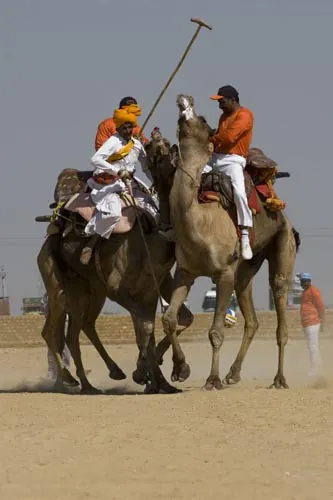 Ťavie pólo - zrážka (Jaisalmer)