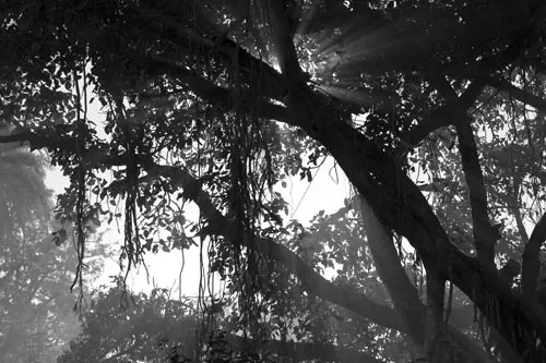 Slnko a strom (Mt Abu)