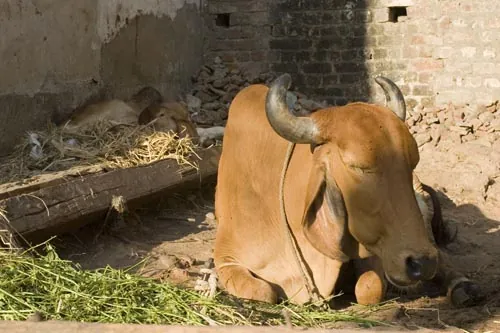 Kravská siesta. (Ahmedabád)